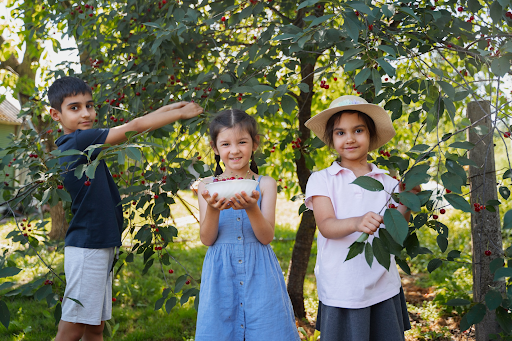Children picking fruits outdoors